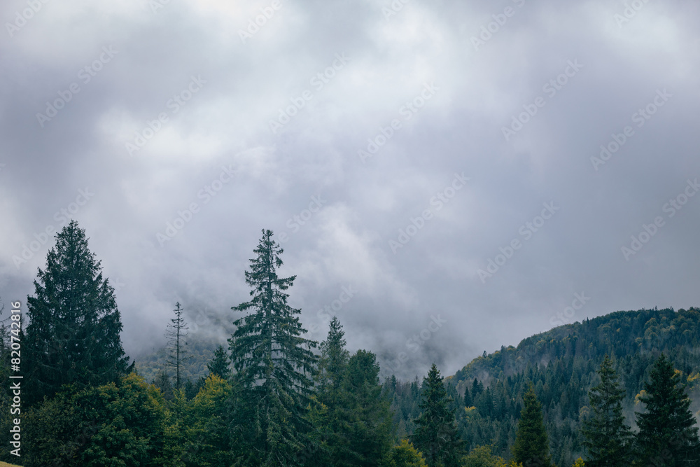 Foggy spruce forest woodland. Panoramic landscape. Mountain hills foggy woodland. Carpathian green mountains. Ukraine