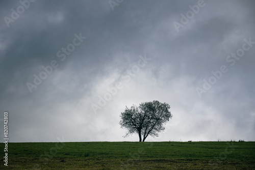 Alone tree on a green grass meadow under the grey stormy cloudy sky. Minimalist landscape.