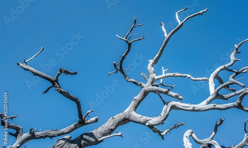 Dry dead tree branches contrast  Generative AI
