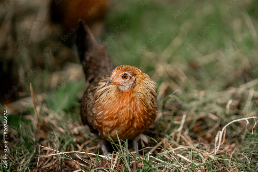brabant bantam chicken chick hen brabant bantam chicken chick hen