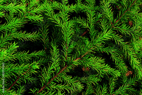 Floral background of fir branches