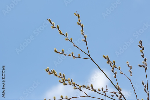 Willow branches against the blue sky