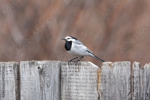 Wagtail on the fence