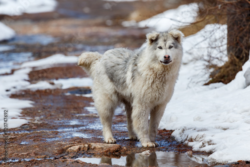 Large white shaggy dog