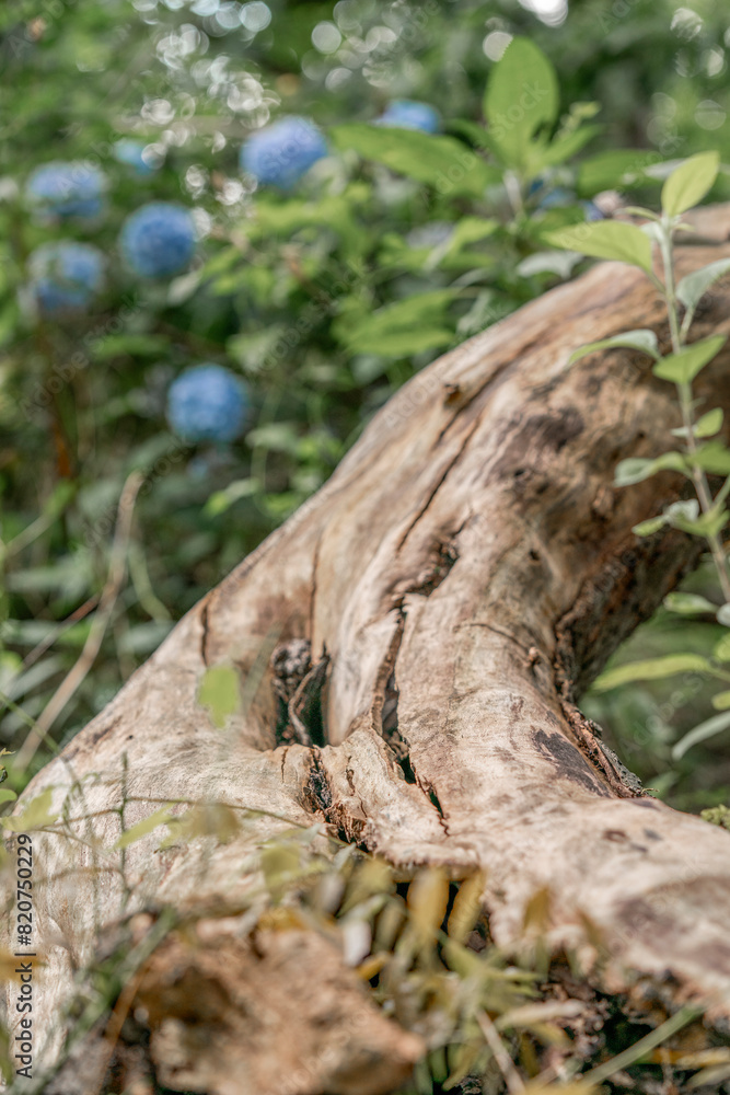 old tree trunk wood texture without bark old tree trunk wood texture without bark