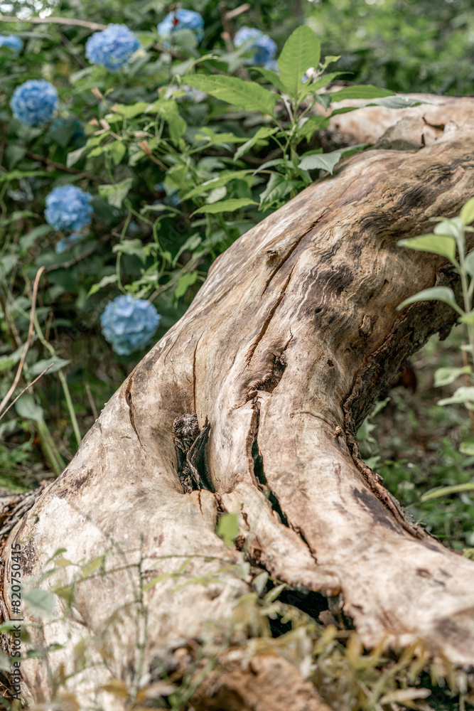 old tree trunk wood texture without bark old tree trunk wood texture without bark