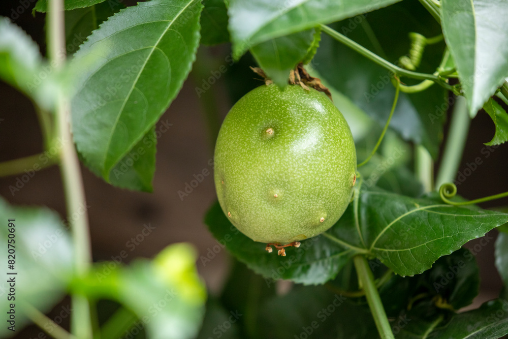 Summer, orchards, fruits, emerald green, passion fruit, fruits Summer, orchards, fruits, emerald green, passion fruit, fruits