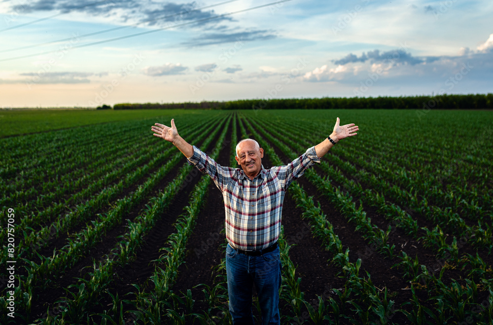 Senior farmer standing in corn field with his outstretched arms at sunset.