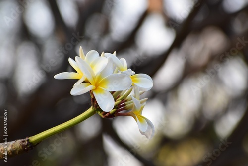 Closeup image of a white plumeria alba flower cluste photo