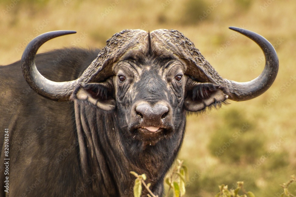 Naklejka premium Large African buffalo looking at the camera.