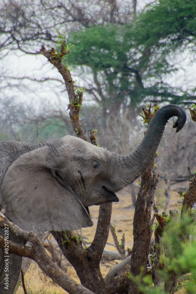 Obraz premium African elephant standing beside a tree branch