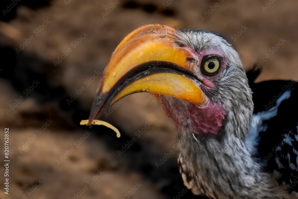 Obraz premium Closeup of the beak of a Southern yellow-billed hornbill bird holding food