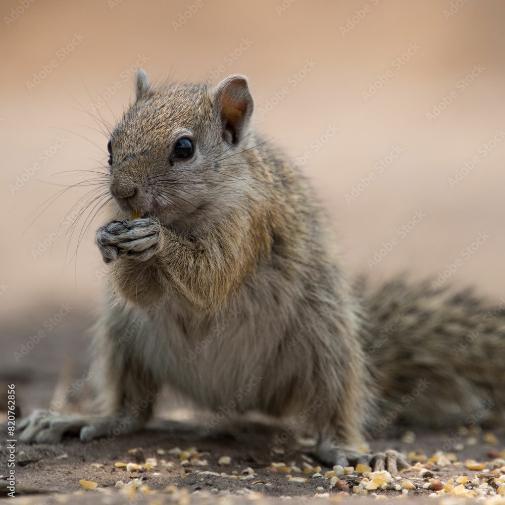 Closeup of a small cute rock squirrel snacking on something on a deserted field Closeup of a small cute rock squirrel snacking on something on a deserted field