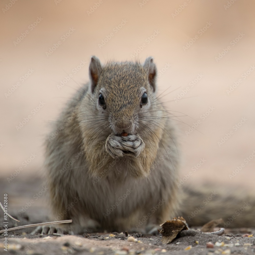 Closeup of a small cute rock squirrel snacking on something on a deserted field Closeup of a small cute rock squirrel snacking on something on a deserted field
