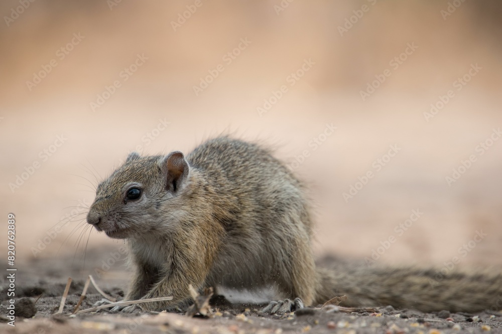 Of a small, adorable rock squirrel feeding on a meal in a barren landscape Of a small, adorable rock squirrel feeding on a meal in a barren landscape
