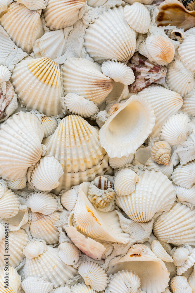Background of shells and small white conchs. Background of shells and small white conchs.