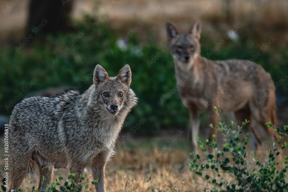 two animals standing uninhabited near bushes and trees on grass covered ground two animals standing uninhabited near bushes and trees on grass covered ground