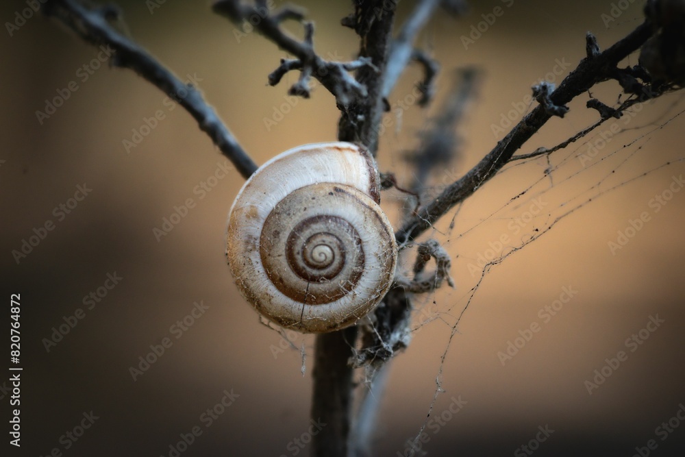 a snail that is sitting on a twig and stem a snail that is sitting on a twig and stem