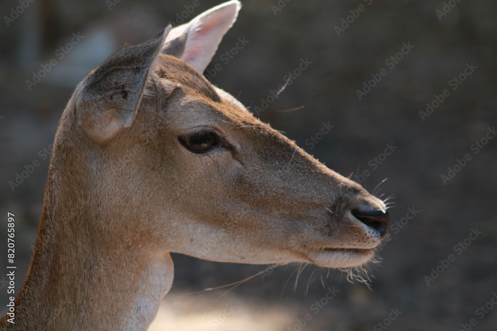 White-tailed deer stands in a large outdoor space on blurred background White-tailed deer stands in a large outdoor space on blurred background