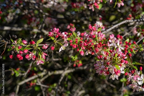 Wallpaper Mural the branches with flowers are in bloom on the tree branch Torontodigital.ca