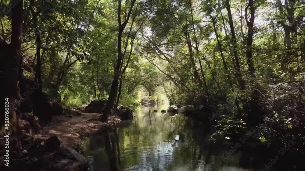 Drone shot of forest river between trees on a beautiful sunny day Drone shot of forest river between trees on a beautiful sunny day