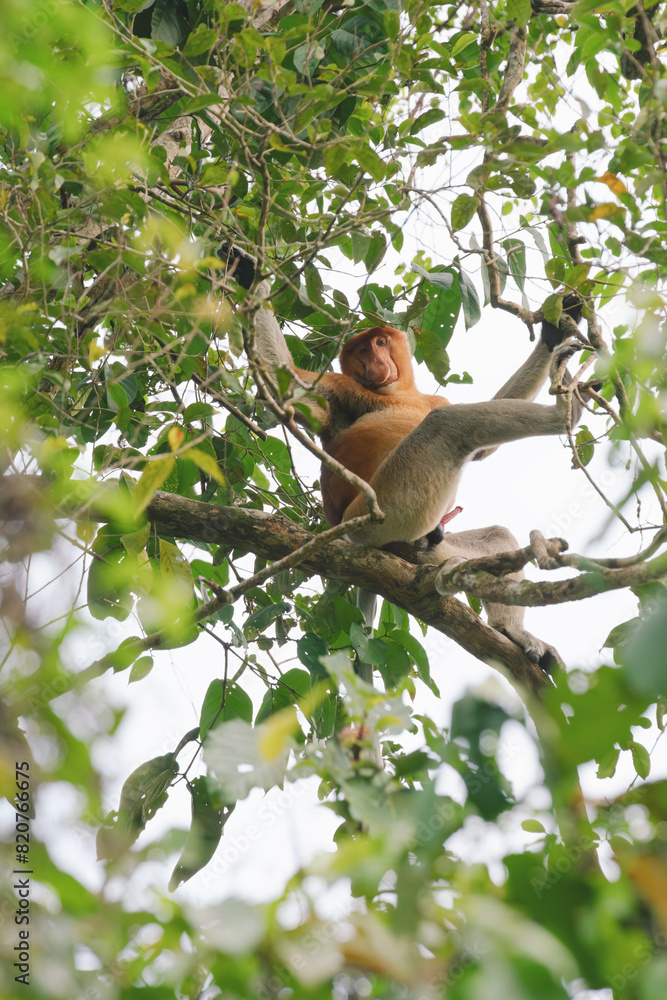 Male Proboscis Monkey or Long-Nosed Monkey sitting on a tree in Sukau, Sabah, Borneo, Malaysia Male Proboscis Monkey or Long-Nosed Monkey sitting on a tree in Sukau, Sabah, Borneo, Malaysia