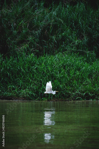 Eastern Great Egret bird flying along the reed of the river Kinabatangan in Sukau, Malaysia photo