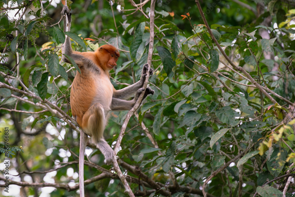 Female Proboscis Monkey or Long-Nosed Monkey sitting on a tree in Sukau, Sabah, Borneo, Malaysia Female Proboscis Monkey or Long-Nosed Monkey sitting on a tree in Sukau, Sabah, Borneo, Malaysia