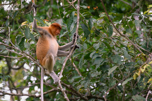 Female Proboscis Monkey or Long-Nosed Monkey sitting on a tree in Sukau, Sabah, Borneo, Malaysia