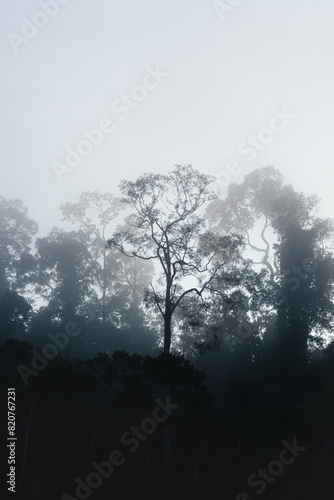 Silhouettes of rainforest trees in a foggy early morning at Sukau, Sabah, Borneo, Malaysia photo