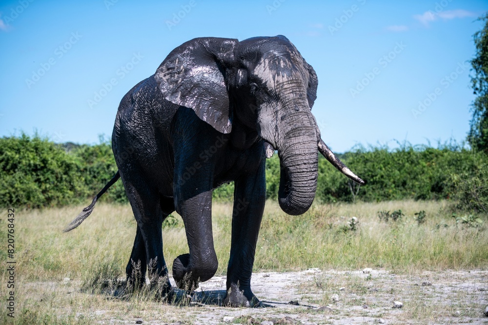 Fototapeta premium Solitary African elephant roaming the vast field.