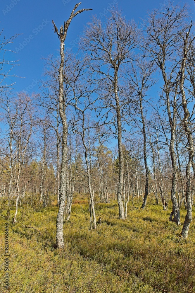 Slow growing leafless birch trees at Sompiojärvi in clear spring weather, Sodankylä, Lapland, Finland. Slow growing leafless birch trees at Sompiojärvi in clear spring weather, Sodankylä, Lapland, Finland.