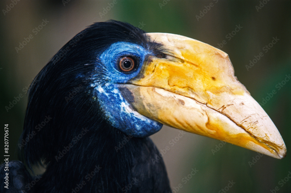 Fototapeta premium Calao à casque rouge,.Rhabdotorrhinus corrugatus, Wrinkled Hornbill