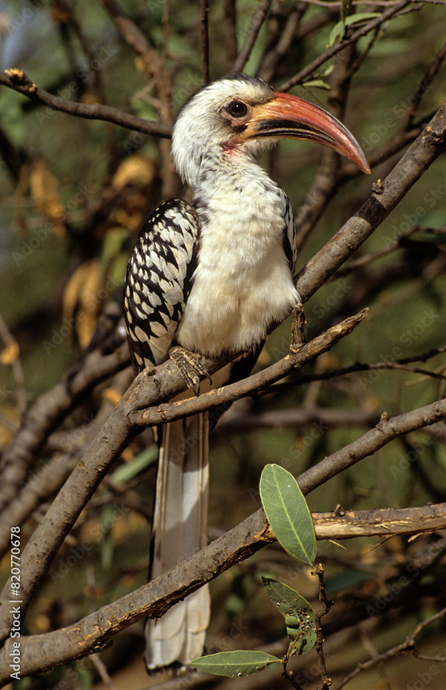 Calao à bec rouge,.Tockus erythrorhynchus, Northern Red billed Hornbill, Kenya Calao à bec rouge,.Tockus erythrorhynchus, Northern Red billed Hornbill, Kenya