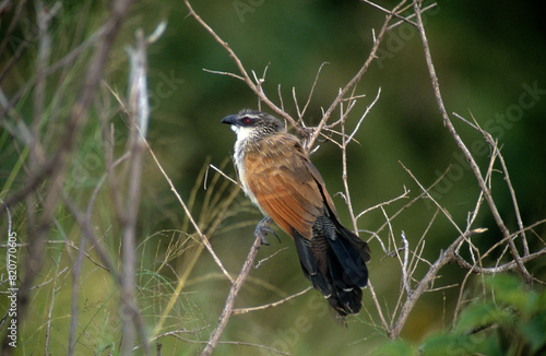 Coucal à sourcils blancs,.Centropus superciliosus, White browed Coucal photo