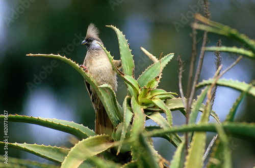 Coliou rayé,.Colius striatus, Speckled Mousebird photo