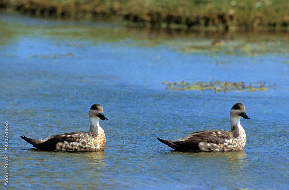 Canard huppé,.Lophonetta specularioides, Crested Duck Canard huppé,.Lophonetta specularioides, Crested Duck