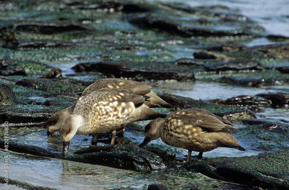 Fototapeta premium Canard huppé,.Lophonetta specularioides, Crested Duck
