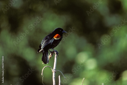 Carouge à épaulettes,.Agelaius phoeniceus, Red winged Blackbird photo
