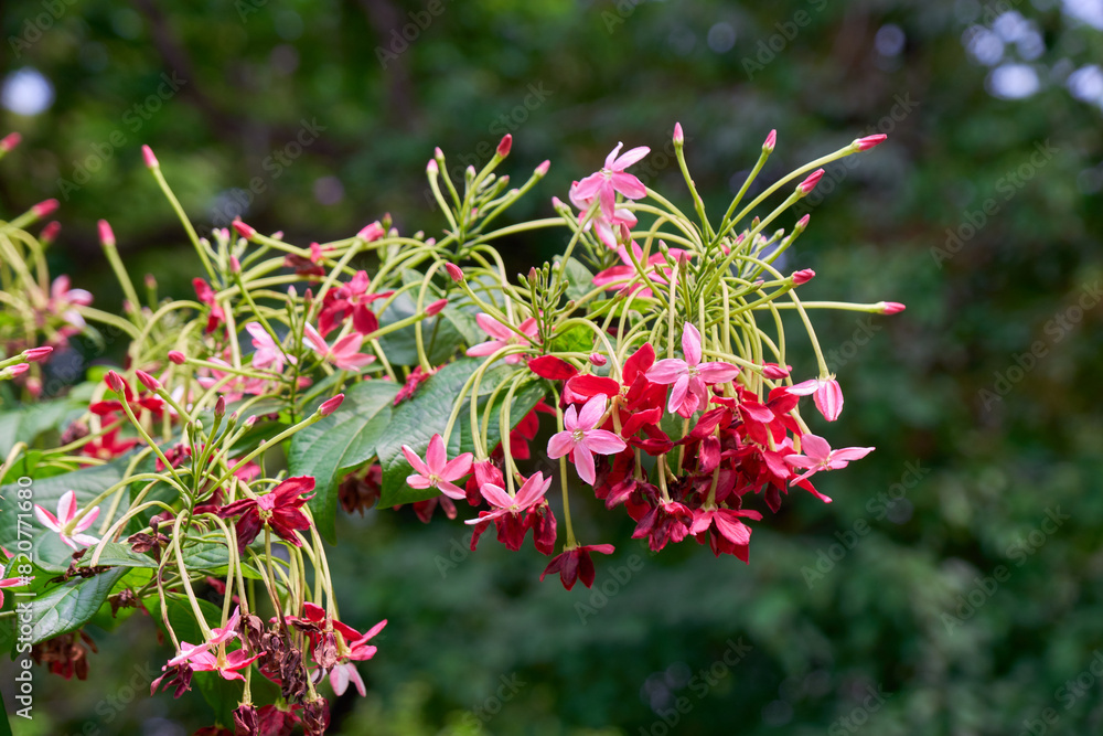 Pink and red flowers of the Rangoon Creeper Pink and red flowers of the Rangoon Creeper
