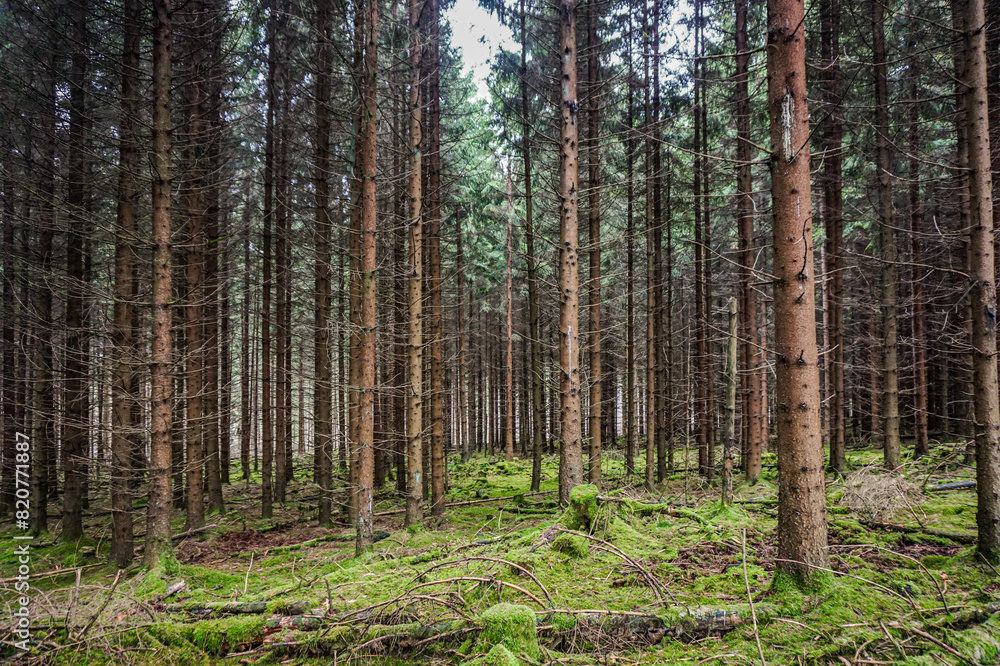 Obraz premium Pine forest in northern Germany