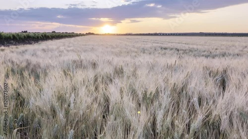 Primavera in Puglia: tramonto su un campo di grano con il vento che soffia sulle spighe dorate - HDR video photo