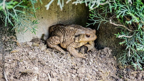 Frog in the garden of my house