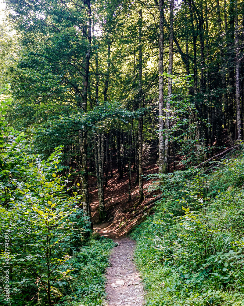 Obraz premium Forest in spring in northern Spain