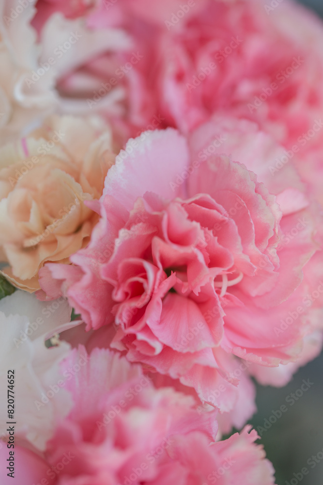 Pink and white carnation closeup Pink and white carnation closeup