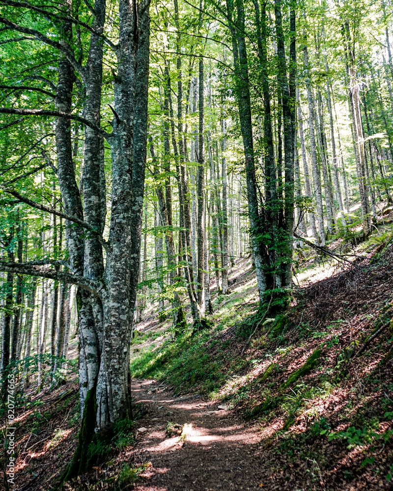 Obraz premium Forest in spring in northern Spain