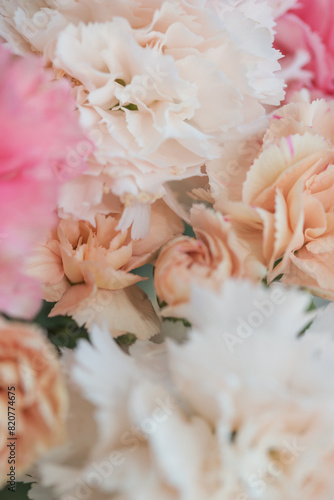 Pink and white carnation closeup