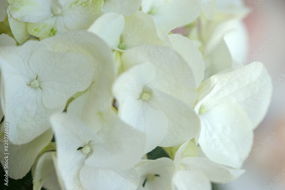 White hydrangea, flower close-up White hydrangea, flower close-up