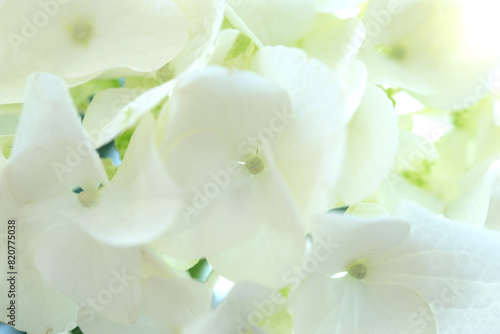 White hydrangea, flower close-up