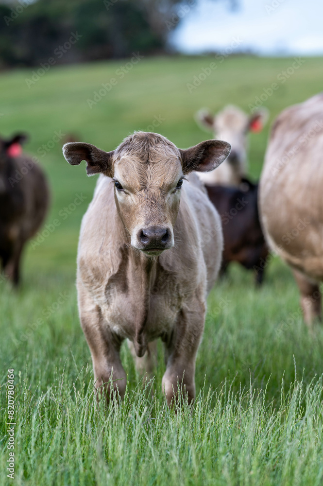 Australian wagyu cows grazing in a field on pasture. close up of a black angus cow eating grass in a paddock in springtime in australia Australian wagyu cows grazing in a field on pasture. close up of a black angus cow eating grass in a paddock in springtime in australia